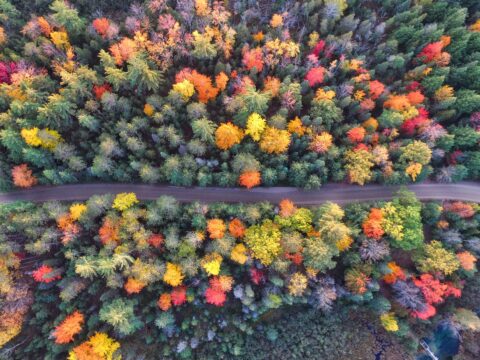 توازن الألوان الباردة والدافئة في الخريف Balance of cold and warm colors in Autumn, the Fall Photo by <a href="https://unsplash.com/@aaronburden?utm\_content=creditCopyText&utm\_medium=referral&utm\_source=unsplash">Aaron Burden</a> on <a href="https://unsplash.com/photos/aerial-photography-of-gray-concrete-road-between-assorted-color-trees-Qy-CBKUg\_X8?utm\_content=creditCopyText&utm\_medium=referral&utm\_source=unsplash">Unsplash</a>