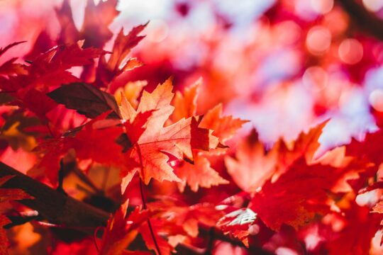 الأحمر لون العاطفة في الخريف Red the color of passion in Autumn, the Fall Photo by <a href="https://unsplash.com/@jeremythomasphoto?utm\_content=creditCopyText&utm\_medium=referral&utm\_source=unsplash">Jeremy Thomas</a> on <a href="https://unsplash.com/photos/closeup-photography-of-red-leaf-plant-Qw2CUd\_9OWo?utm\_content=creditCopyText&utm\_medium=referral&utm\_source=unsplash">Unsplash</a> 